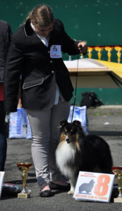 chien présenté en exposition canine